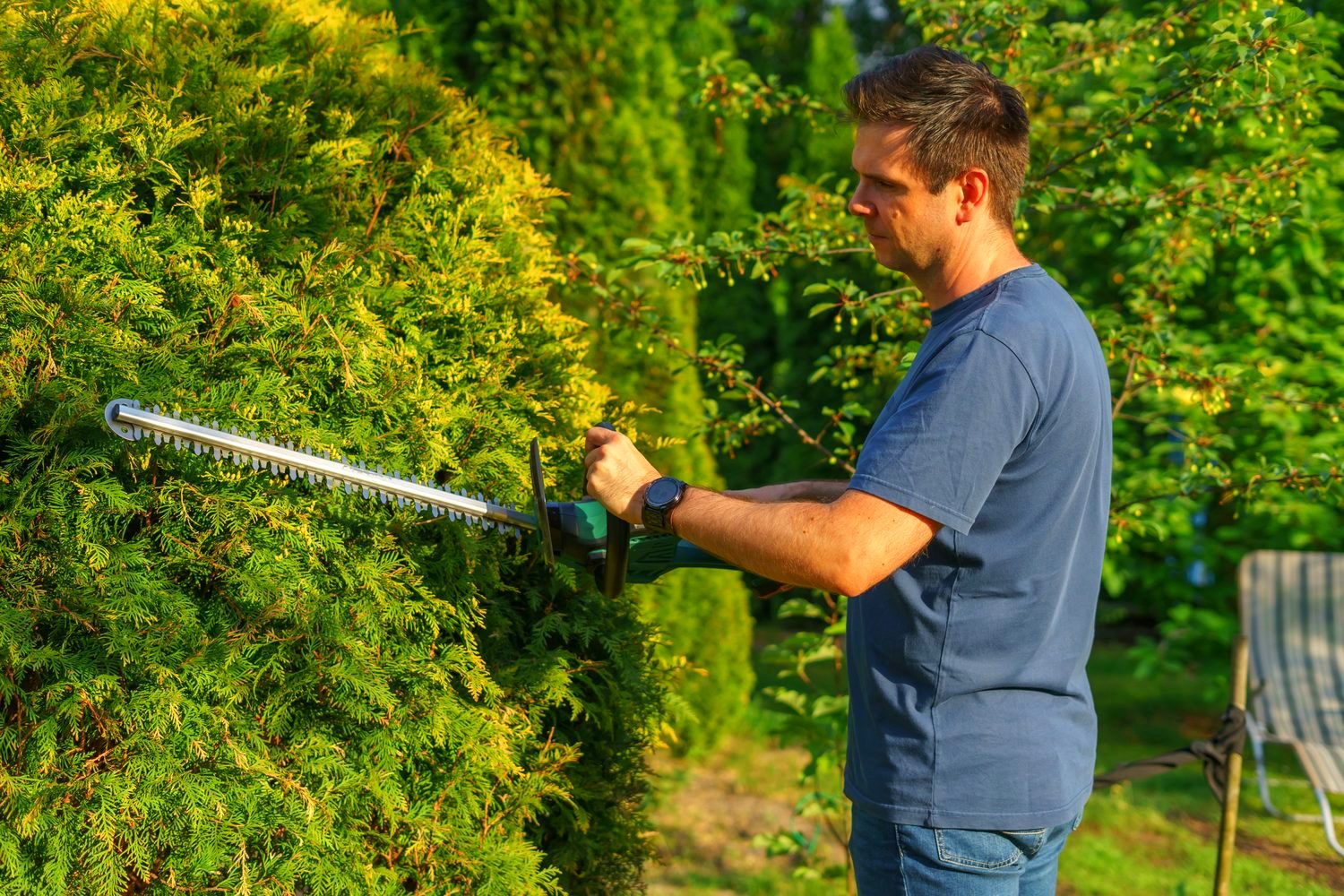 Le jardin en été, feuillage verdoyant et fleuri